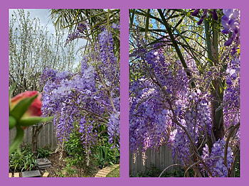 FLOWER COLLAGE, FLOWER, NATURE, COLLAGE HD wallpaper