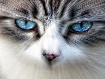 blue eyes, blue, eyes HD wallpaper