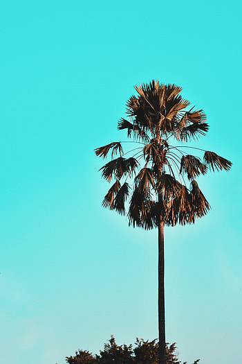 Nature, Sky, Wood, Tree, Palm, Tropics HD phone wallpaper