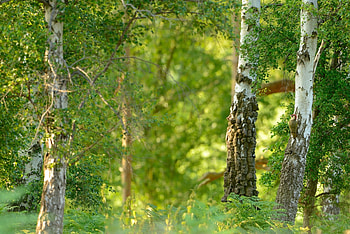 Birch bird green trees, Woodpecker wallup HD wallpaper