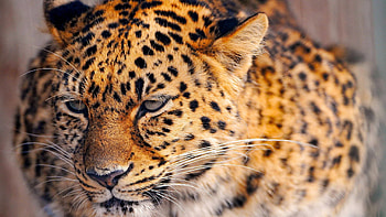 Animals, Leopard, Muzzle, Spotted, Spotty, Sight, Opinion, Tired HD wallpaper