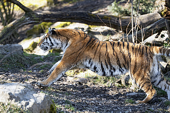 Animals, Predator, Big Cat, Tiger, Stripes, Streaks HD wallpaper