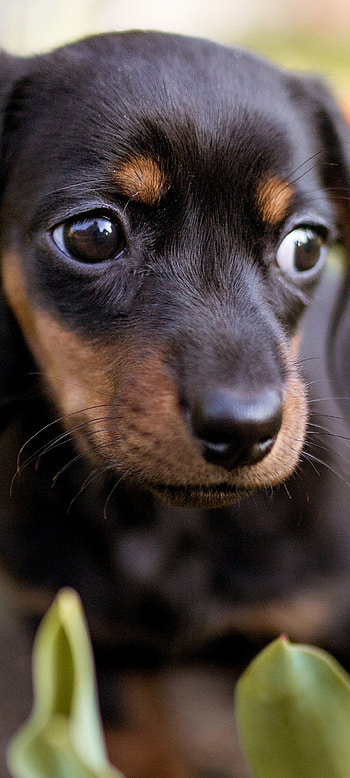 Pocket Dachshund : Puppy Close-Up, puppy, dog, Animal HD phone wallpaper