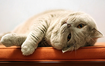 Cream, British Shorthair HD wallpaper