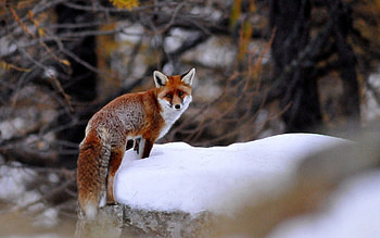 Animals, Snow, Fox, Stroll, Animal HD wallpaper
