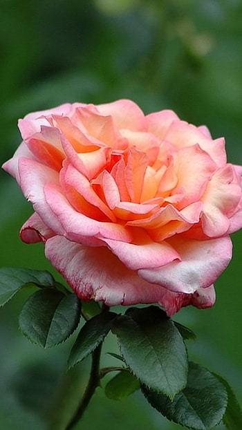 Beautiful Flowers Roses, Rose Beauty HD phone wallpaper