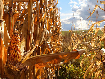 Nature, Field, Tops, Corn, Agriculture, Maize, Cobs, Halm HD wallpaper