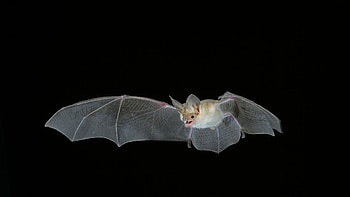 Pallid, Bats HD wallpaper