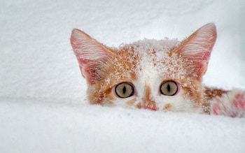 Animals, Snow, Cat, Muzzle, Eyes HD wallpaper