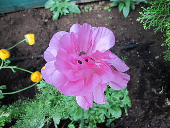 Healing flowers 32, pink, graphy, yellow, green, Flowers, garden HD wallpaper