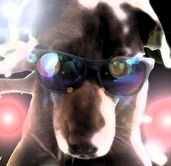 Moe, dog, animal, cool HD wallpaper