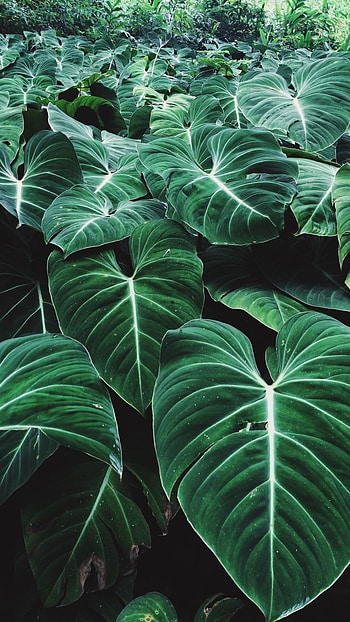 Green Aesthetic, Green Aesthetic Plants HD phone wallpaper