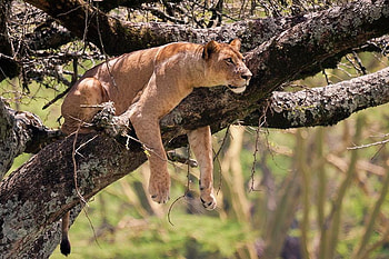 siesta, big, cat, nature, tree HD wallpaper
