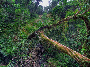 Tropical Decay, decay, tropical, green, trees, forest HD wallpaper