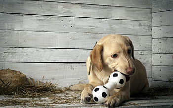 Animals, Background, Dog, Puppy HD wallpaper