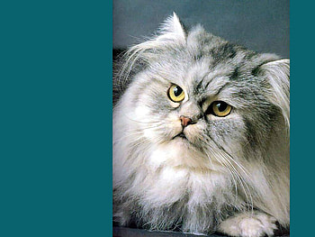 Sweet face, sweet, animal, kitten, face, cat, pet HD wallpaper