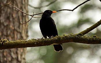 Black Bird, Latvia, spring, tree HD wallpaper