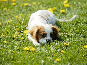 Puppy on grass, dog, puppy, grass, flower HD wallpaper