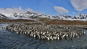 Penguin, Antarctic beauty, KDE store, Nature's marvel HD wallpaper