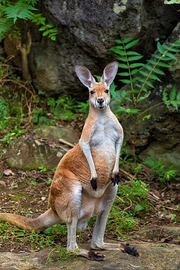 The red, Kangaroos HD phone wallpaper
