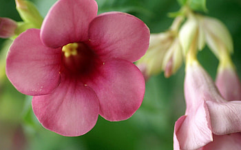 Flowers, Leaves, Pink, Plant, Macro HD wallpaper
