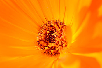 Flower, Macro, Pollen HD wallpaper
