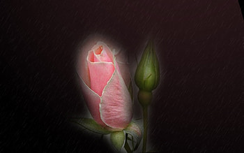 pink rose bud, rose, pink, wp, flower HD wallpaper