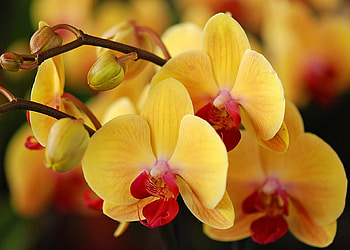 Plants, Flowers HD wallpaper