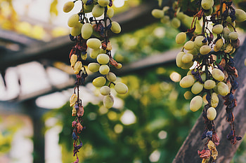 Food, Vine, Grapes, Berries HD wallpaper