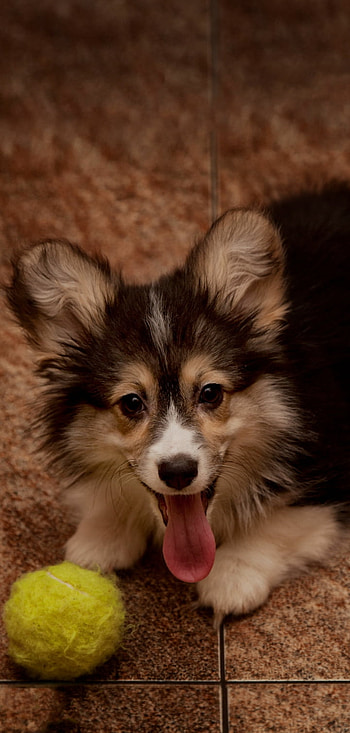 Dog, canidae, whiskers HD phone wallpaper