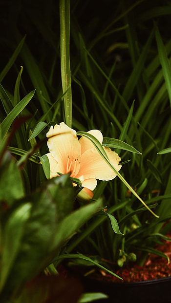 Flowers, Grass, Leaves, Flower, Lily HD phone wallpaper