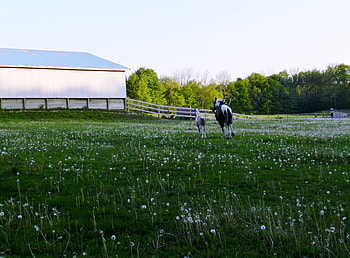 Side By Side, Animals, graphy, Grass, Barn, Horses, Sky HD wallpaper