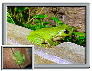 FRAMED FROGS, NATURE, FLOWERS, , FRAMED HD wallpaper