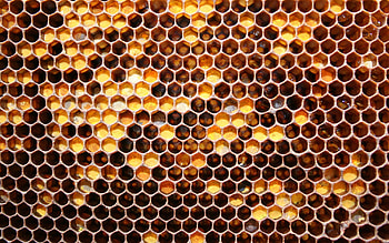 Honeycomb, Beehives HD wallpaper