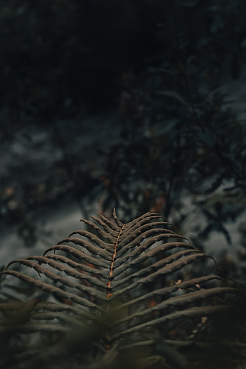 Leaves, Plant, Macro, Fern HD phone wallpaper