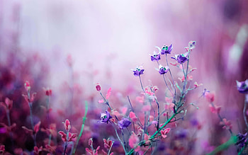 Flowers, For Laptop HD wallpaper