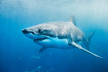 Record-breaking 15 babies, Accidentaly caught sold, Great white shark, Pregnant with HD wallpaper
