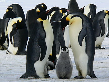 A group of emperor penguins with their chicks on a snowy landscape showcasing family bonding in the wild. HD wallpaper