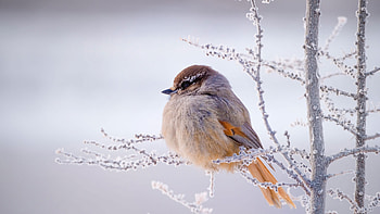 Bird, winter, branch, white, pasare HD wallpaper