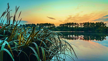 Tiddenfoot lake, Bedfordshire UK, plants, trees, sky, water, sunset HD wallpaper