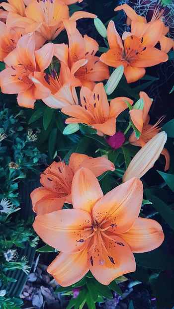 Flower aesthetic, , Lily , Nature HD phone wallpaper