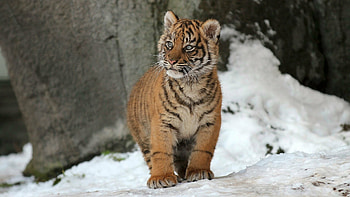 Tiger cub in snow, , Background HD wallpaper