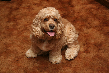 Animals, Dog, Color, Curly, American Cocker Spaniel HD wallpaper