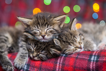 Kittens, kitten, pisici, craciun, christmas, lights, cute, cat, sleep, red HD wallpaper