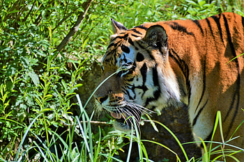 Animals, Muzzle, Predator, Big Cat, Tiger HD wallpaper