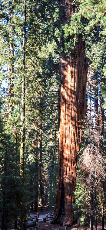 Sequoia national park, , Serene landscapes, Nature's paradise HD phone wallpaper