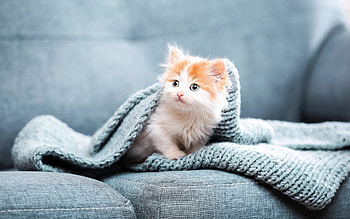 little ginger kitten, cute animals, pets, kitten, little ginger cat, kitten under the blanket, white ginger kitten HD wallpaper
