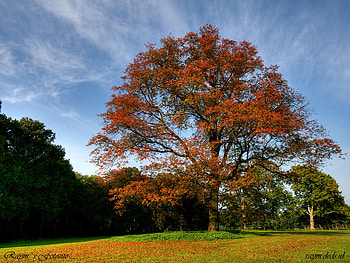 Majestic tree, grass, nature, field, tree HD wallpaper