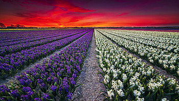 Field of Spring Flowers, sunset, blossoms, colors, sky HD wallpaper