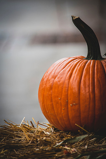 Food, Pumpkin, Ripe, Harvest, Vegetable HD phone wallpaper